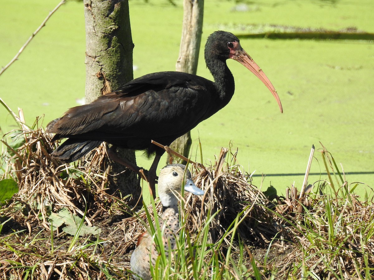Ibis à face nue - ML641050230
