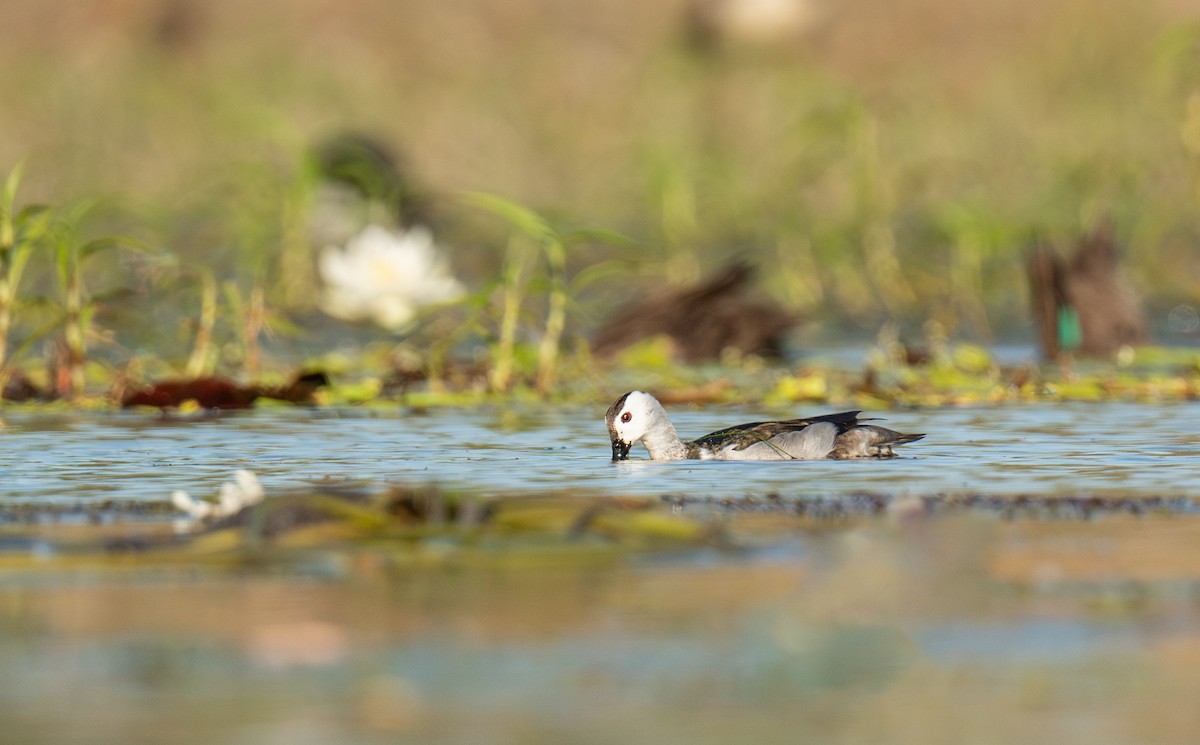 Cotton Pygmy-Goose - ML641050235