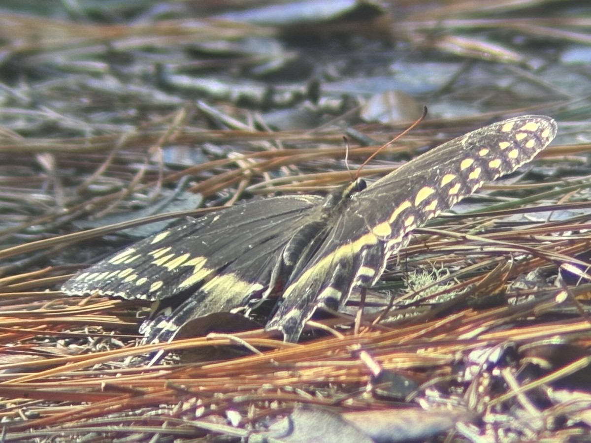 Macaone dell'alloro - ML641050254