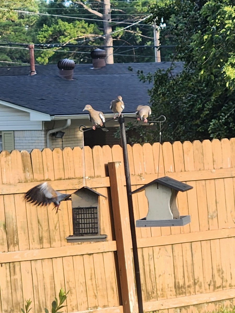 White-winged Dove - ML641050265