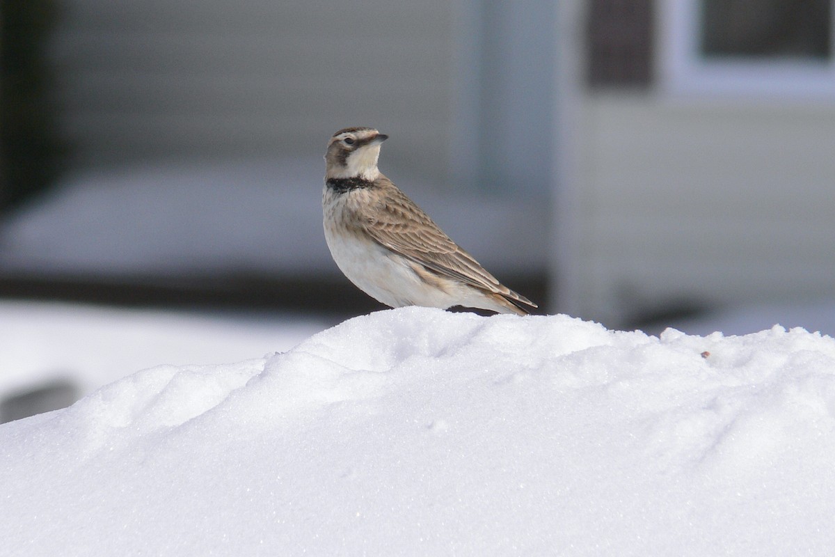 Horned Lark - ML641050276