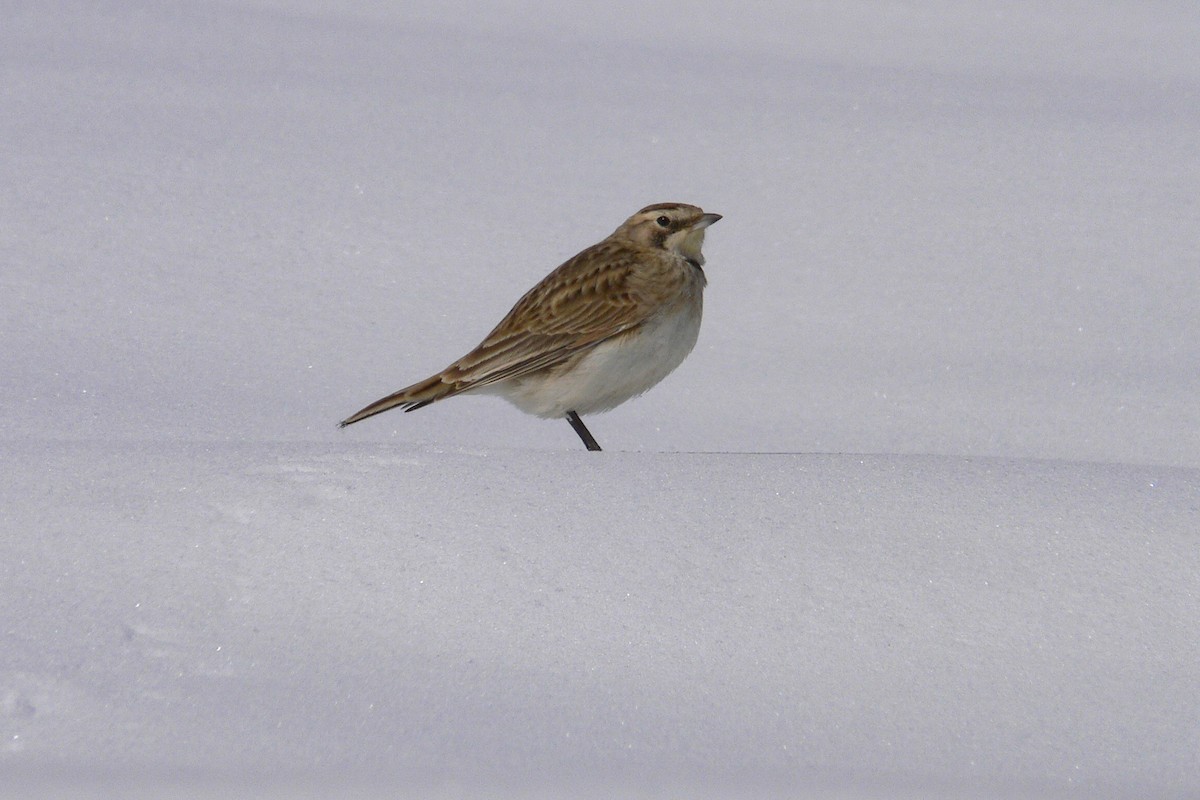 Horned Lark - ML641050277
