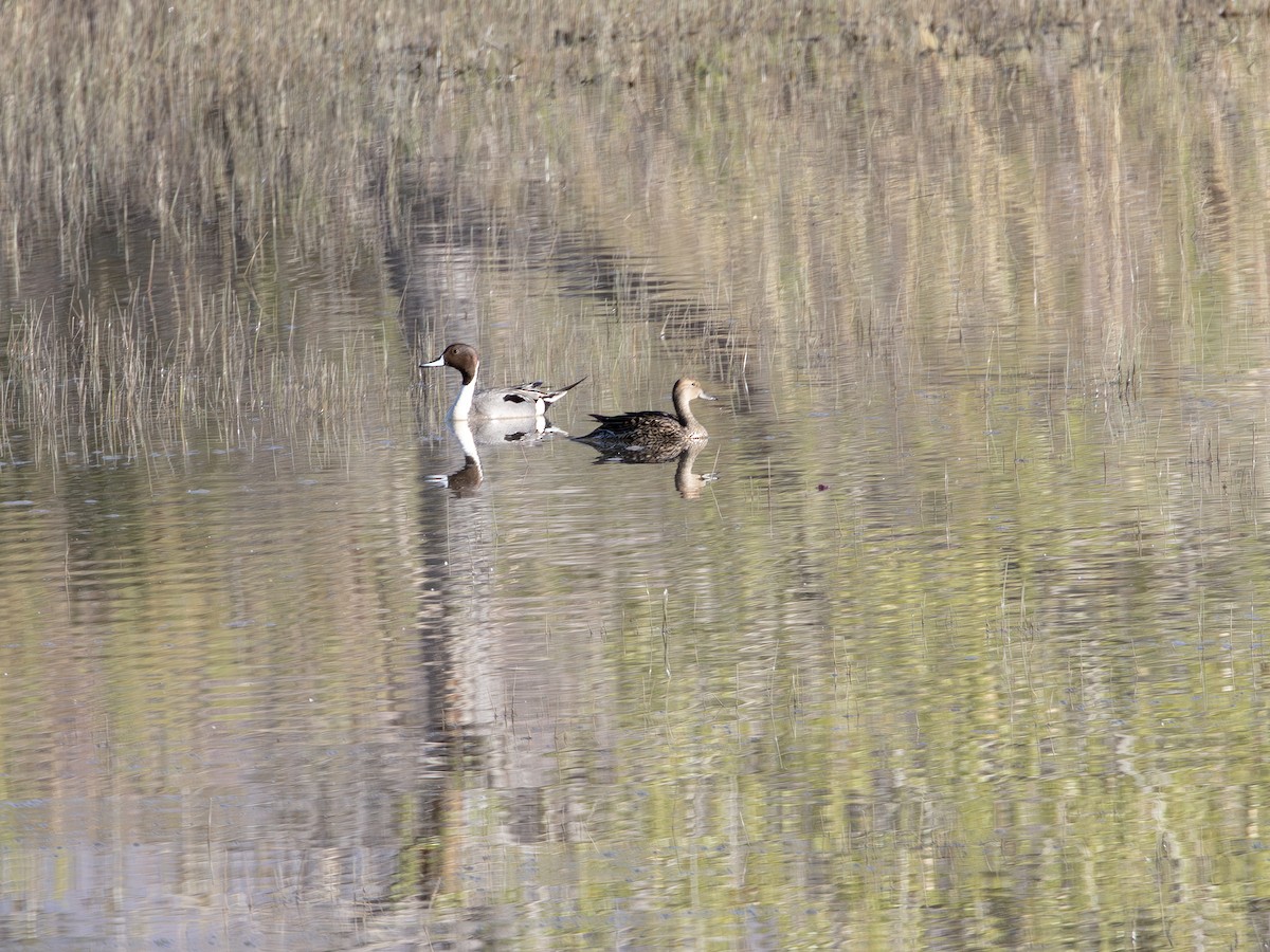 Northern Pintail - ML641050283
