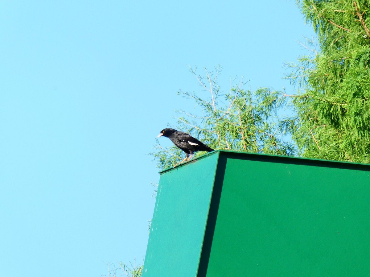 Crested Myna - ML641050287