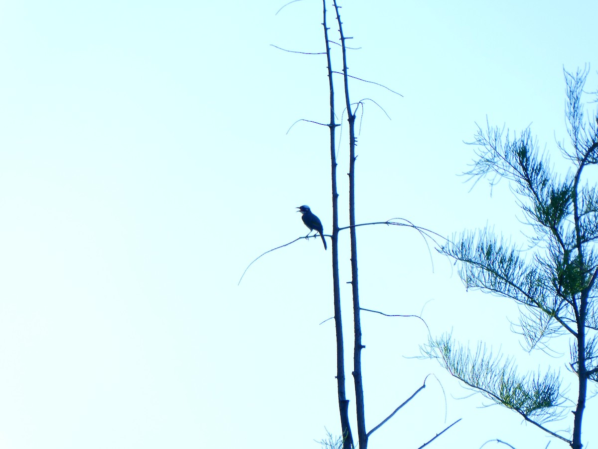 Light-vented Bulbul - ML641050299