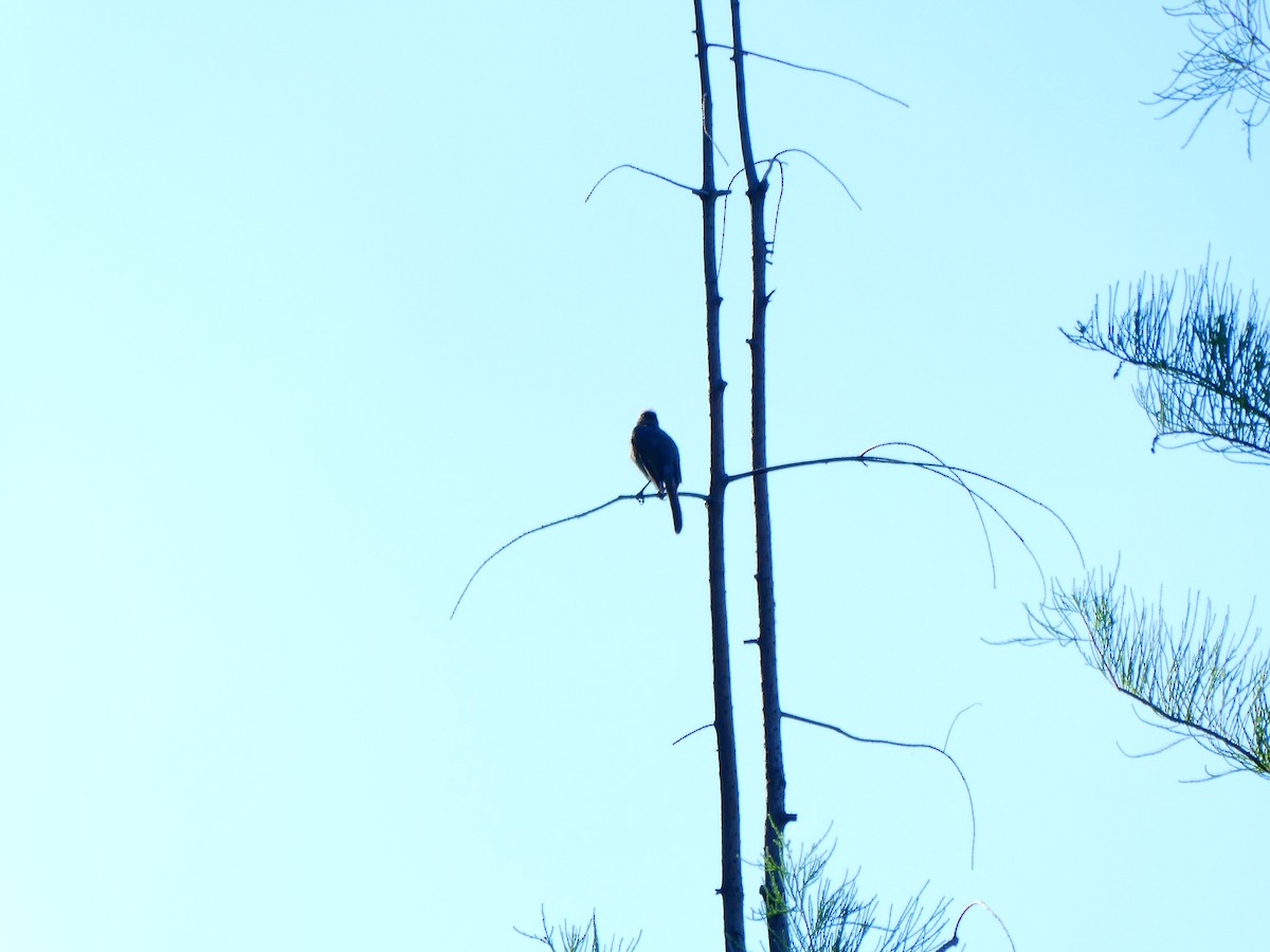 Light-vented Bulbul - ML641050300