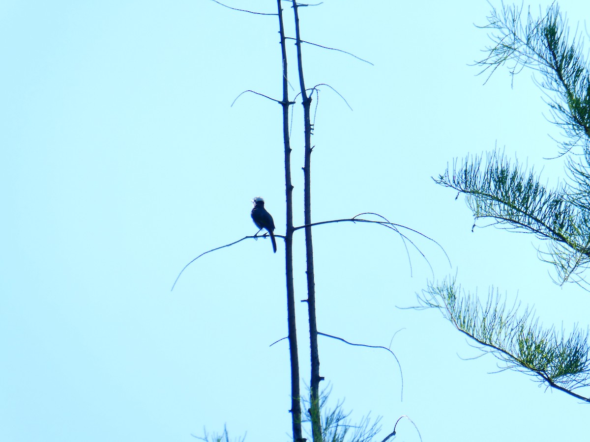 Light-vented Bulbul - ML641050301
