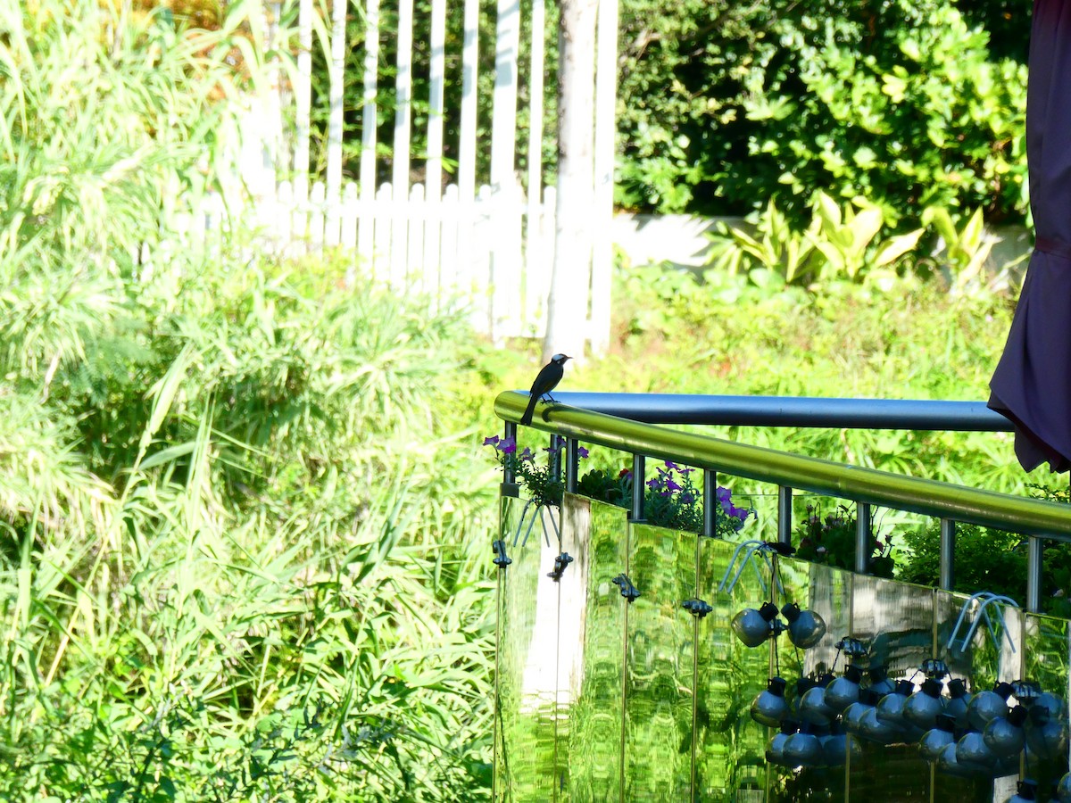 Light-vented Bulbul - ML641050302