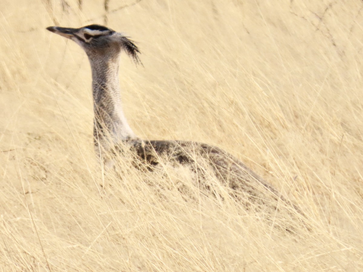 Kori Bustard - ML641050334