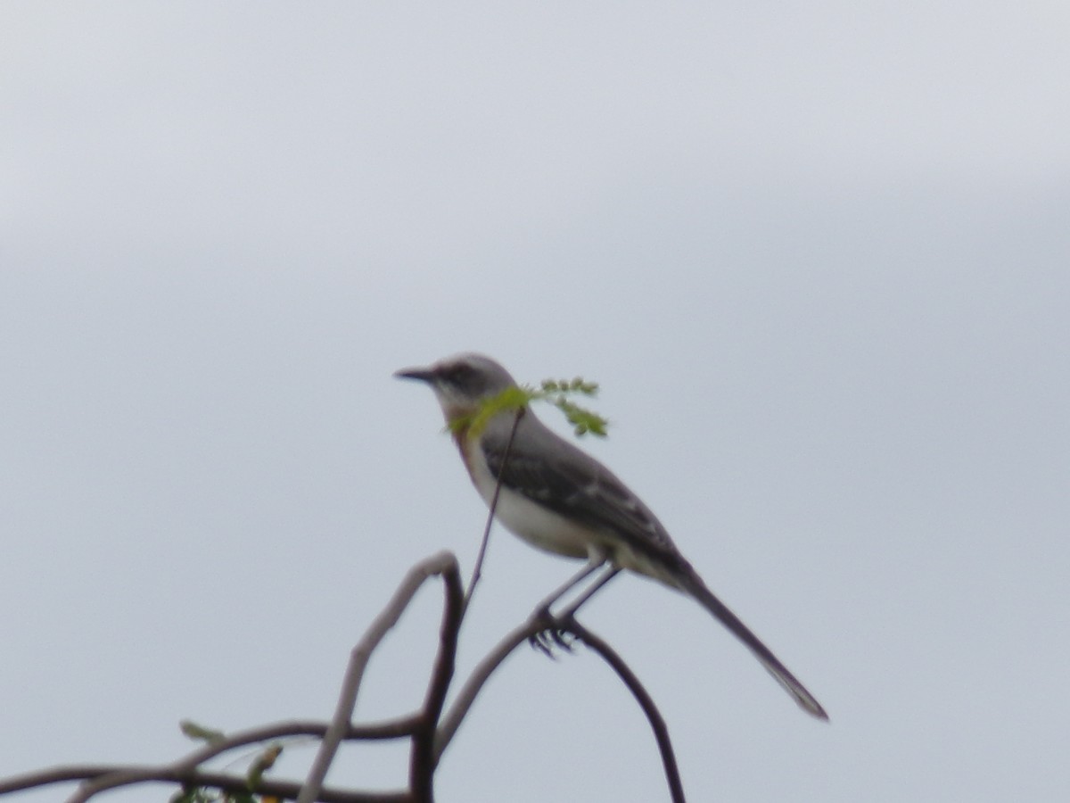 Tropical Mockingbird - ML641050352