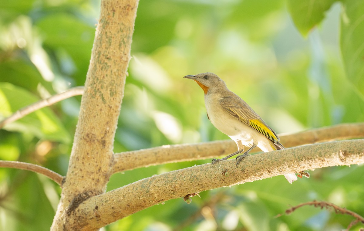 Rufous-throated Honeyeater - ML641050353