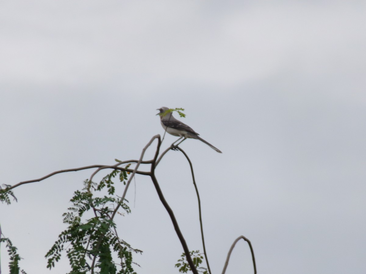 Tropical Mockingbird - ML641050357