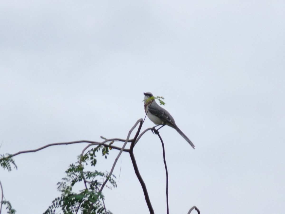 Tropical Mockingbird - ML641050358