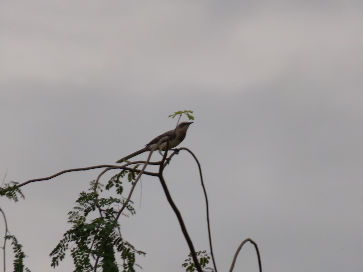 Tropical Mockingbird - ML641050359