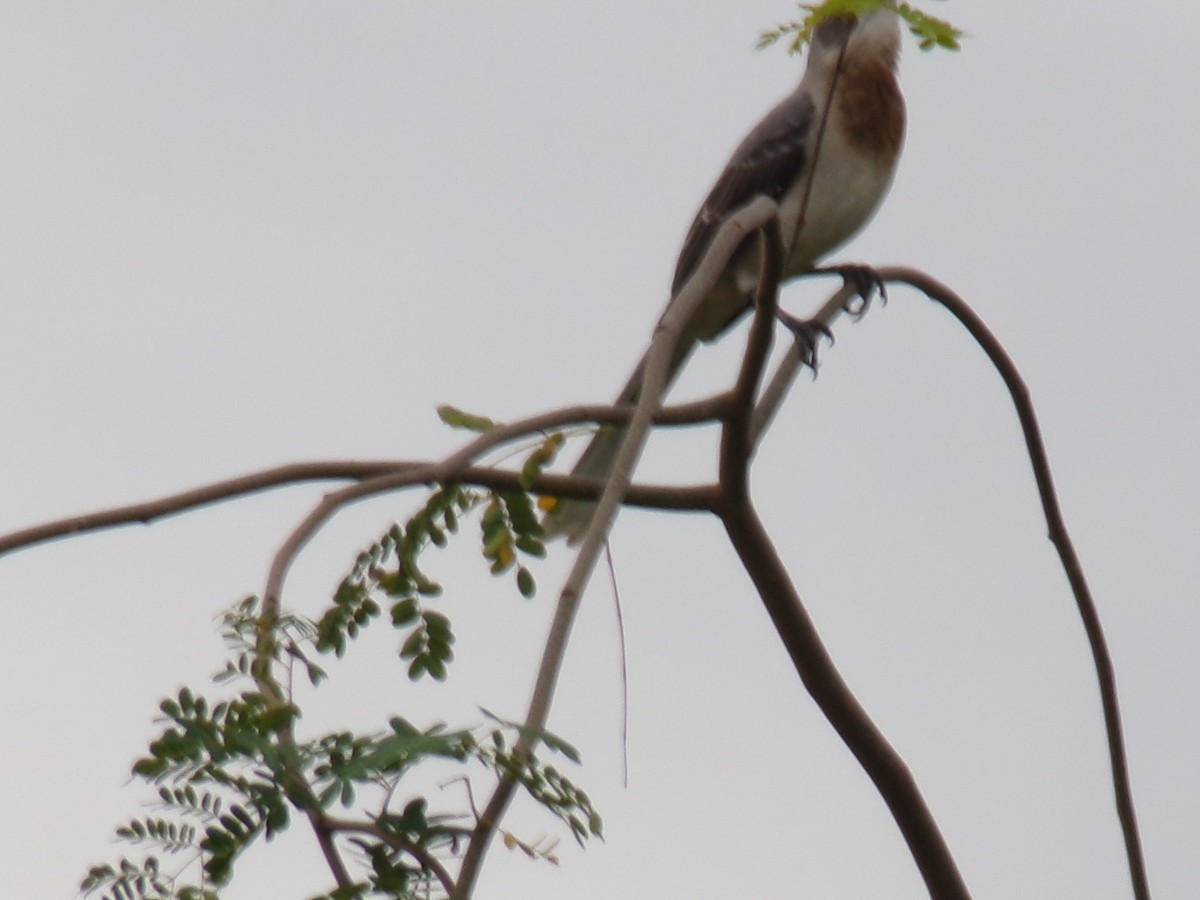 Tropical Mockingbird - ML641050361