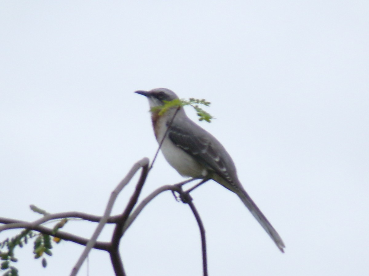 Tropical Mockingbird - ML641050362