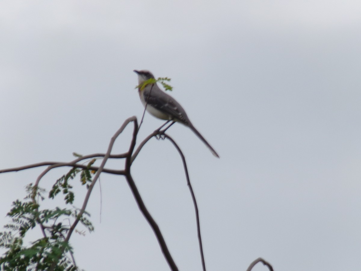 Tropical Mockingbird - ML641050363