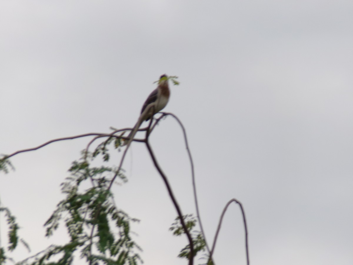 Tropical Mockingbird - ML641050366