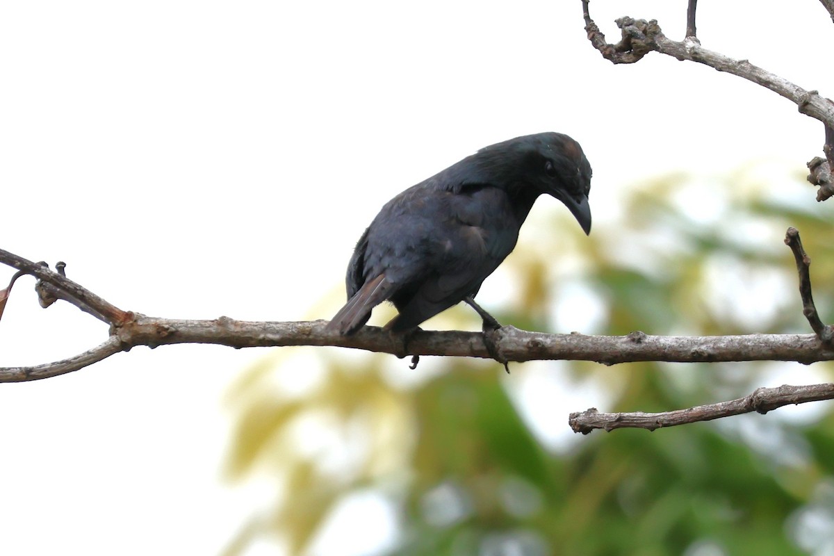Moluccan Starling - ML641050388