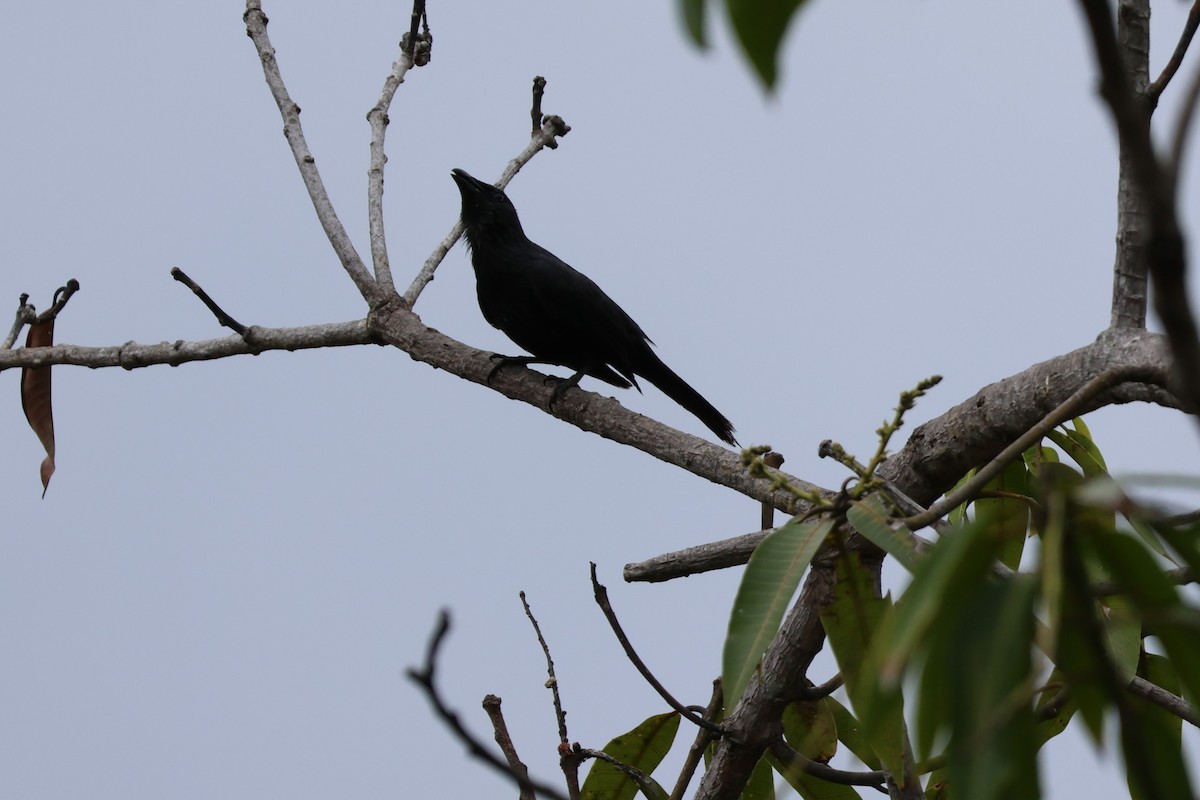 Moluccan Starling - ML641050389