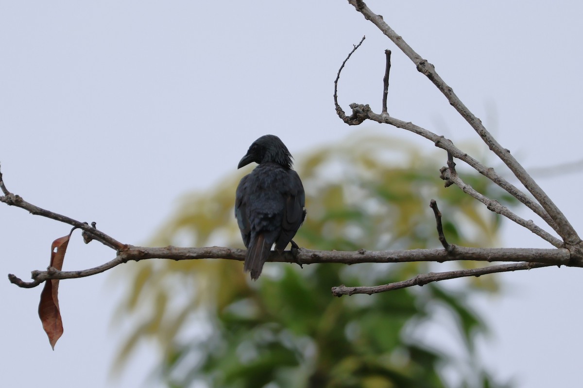 Moluccan Starling - ML641050390