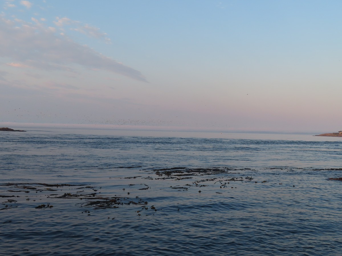 gull sp. - ML641050409