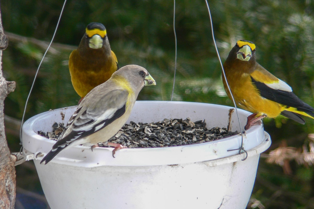 Evening Grosbeak - ML641050420
