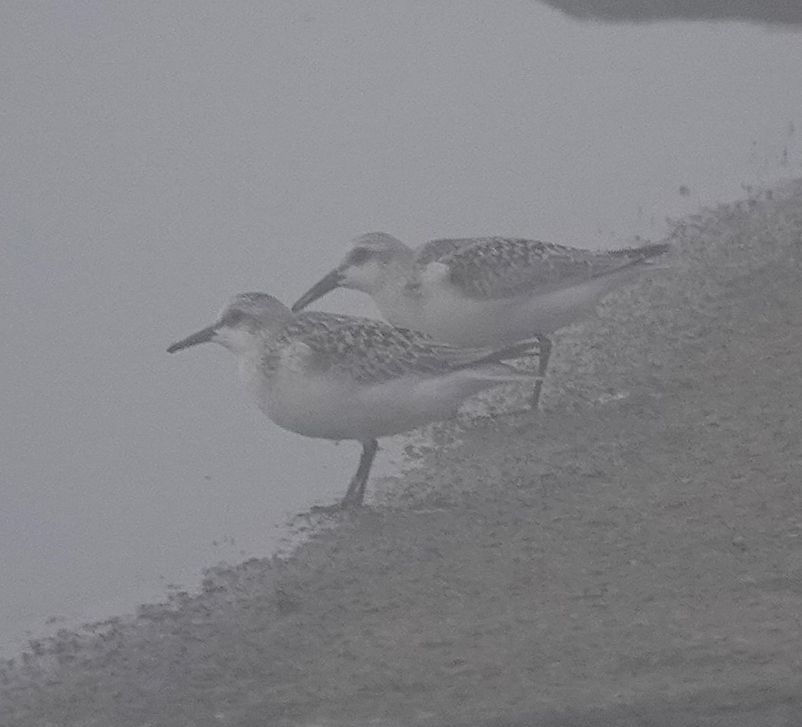 Sanderling - ML641050421