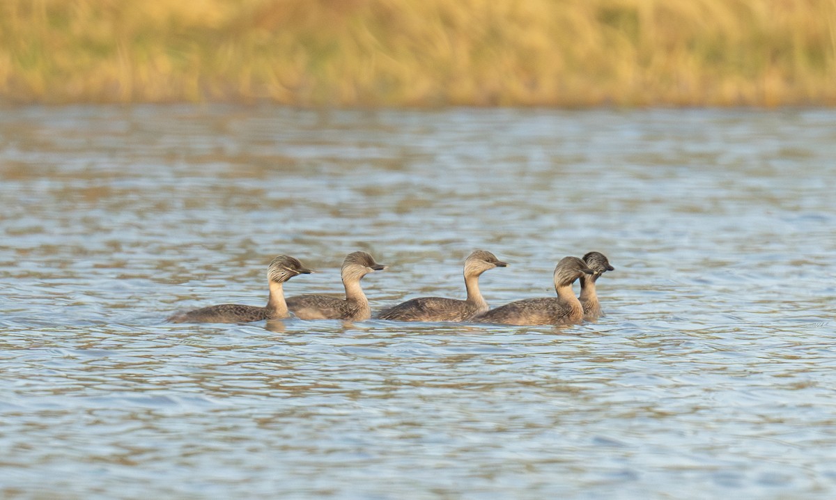 Hoary-headed Grebe - ML641050460