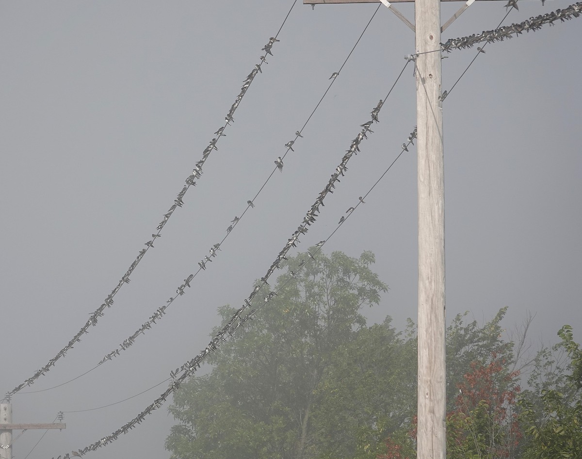 Tree Swallow - ML641050463