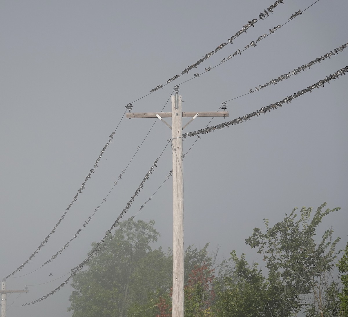 Tree Swallow - ML641050464