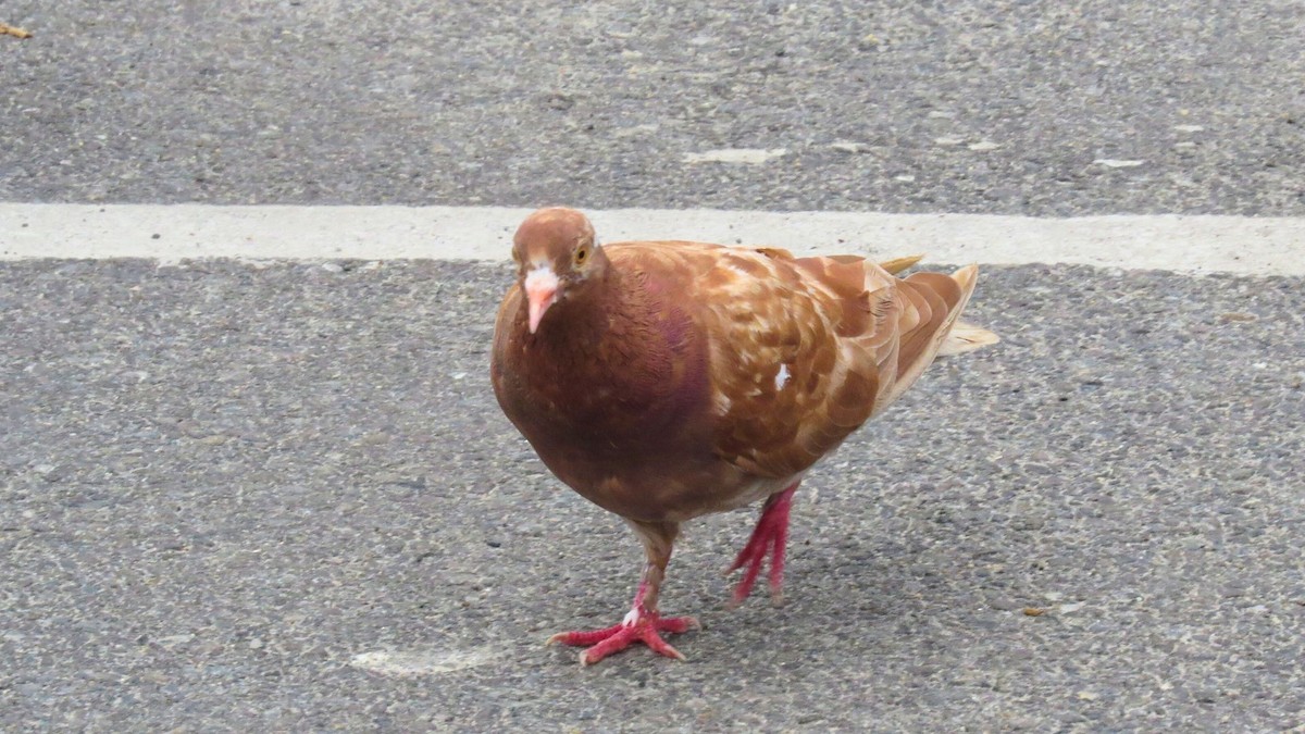 bydue - ML641050471