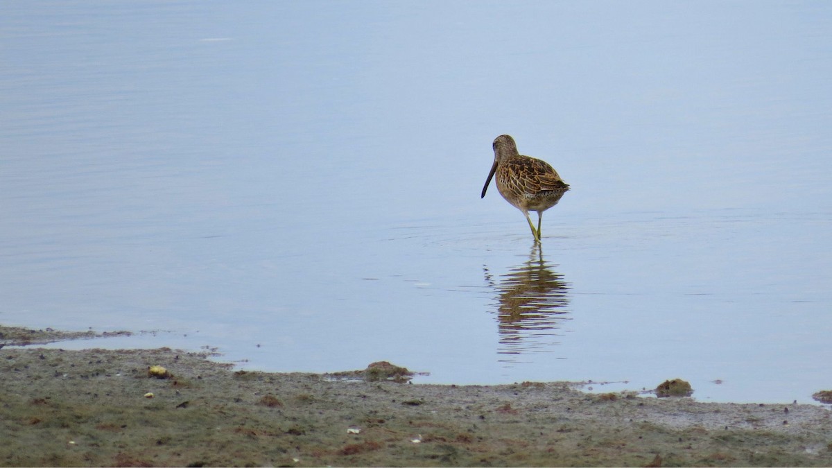 kortnebbekkasinsnipe - ML641050497