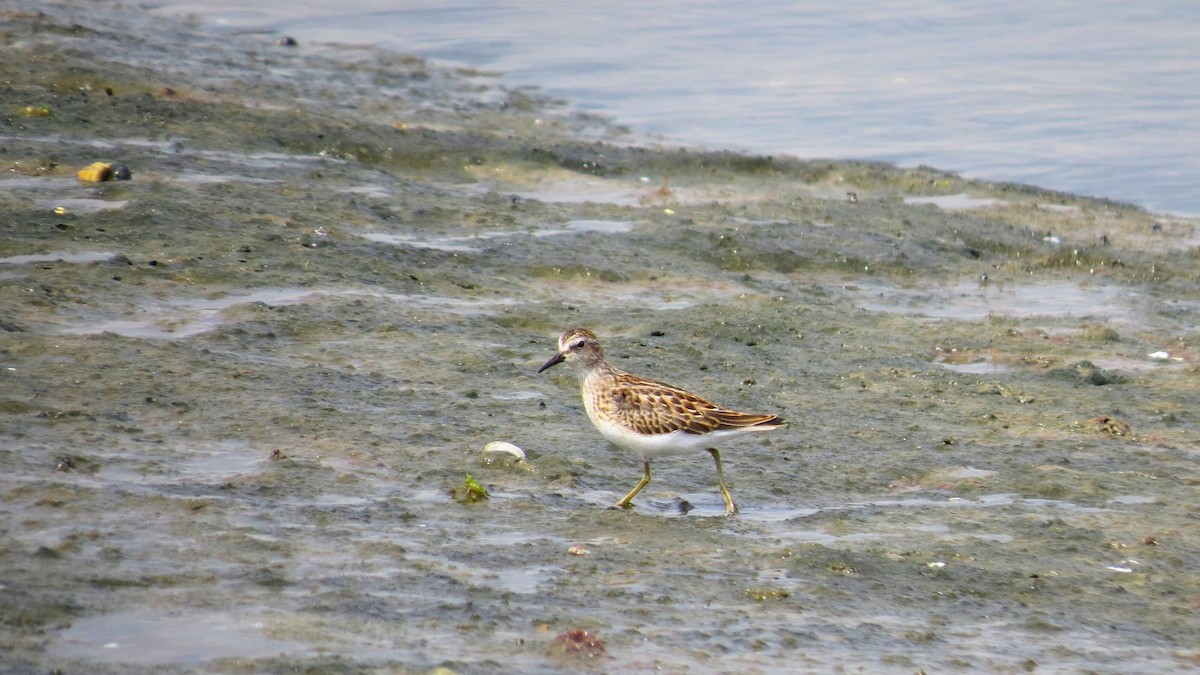 pygmésnipe - ML641050504