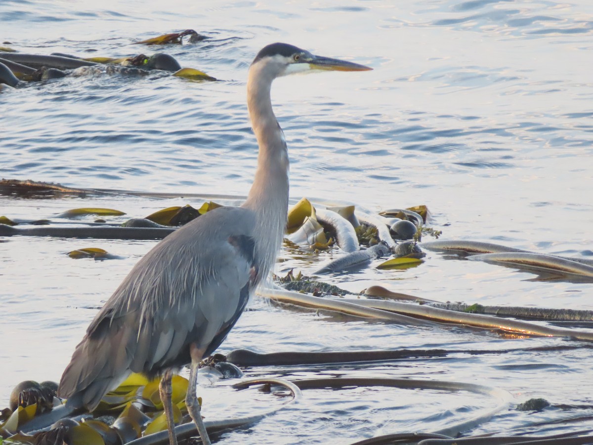 Great Blue Heron - ML641050522