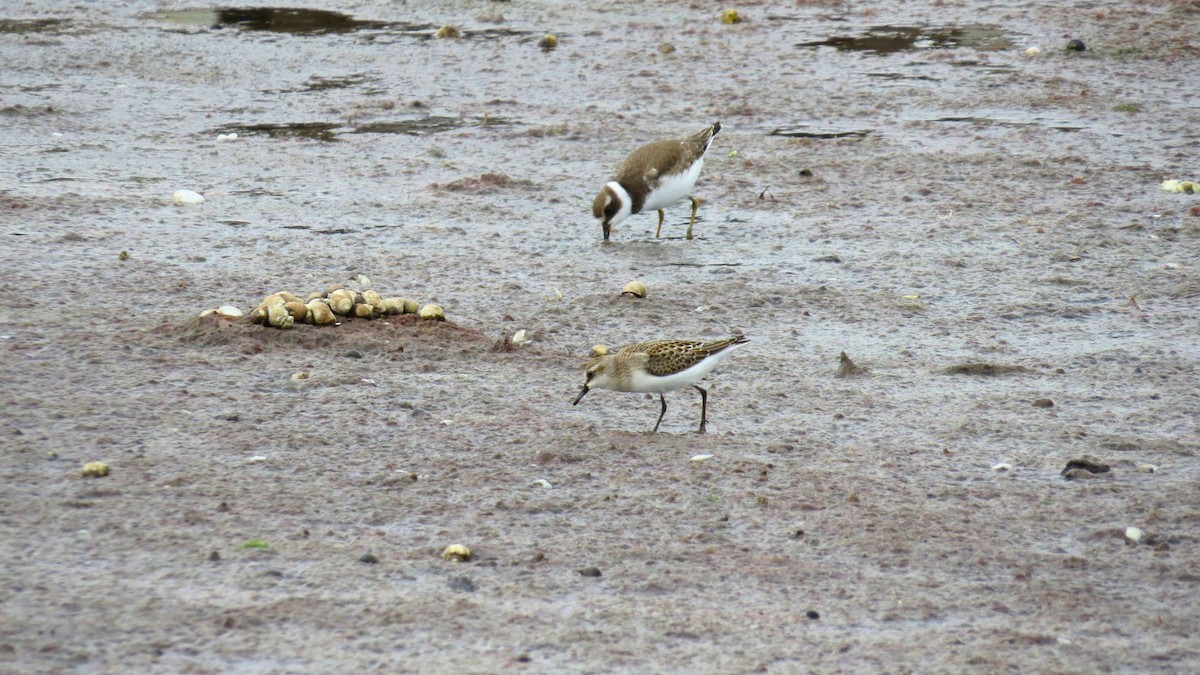 sandsnipe - ML641050523