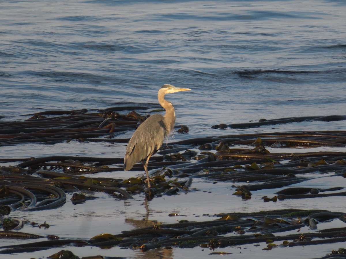 Great Blue Heron - ML641050534