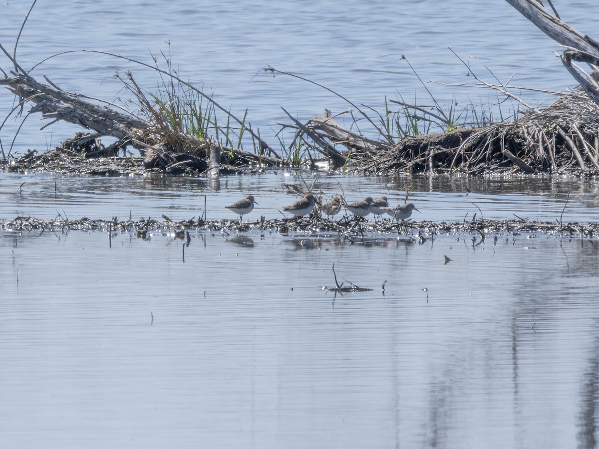 Western Sandpiper - ML641050540