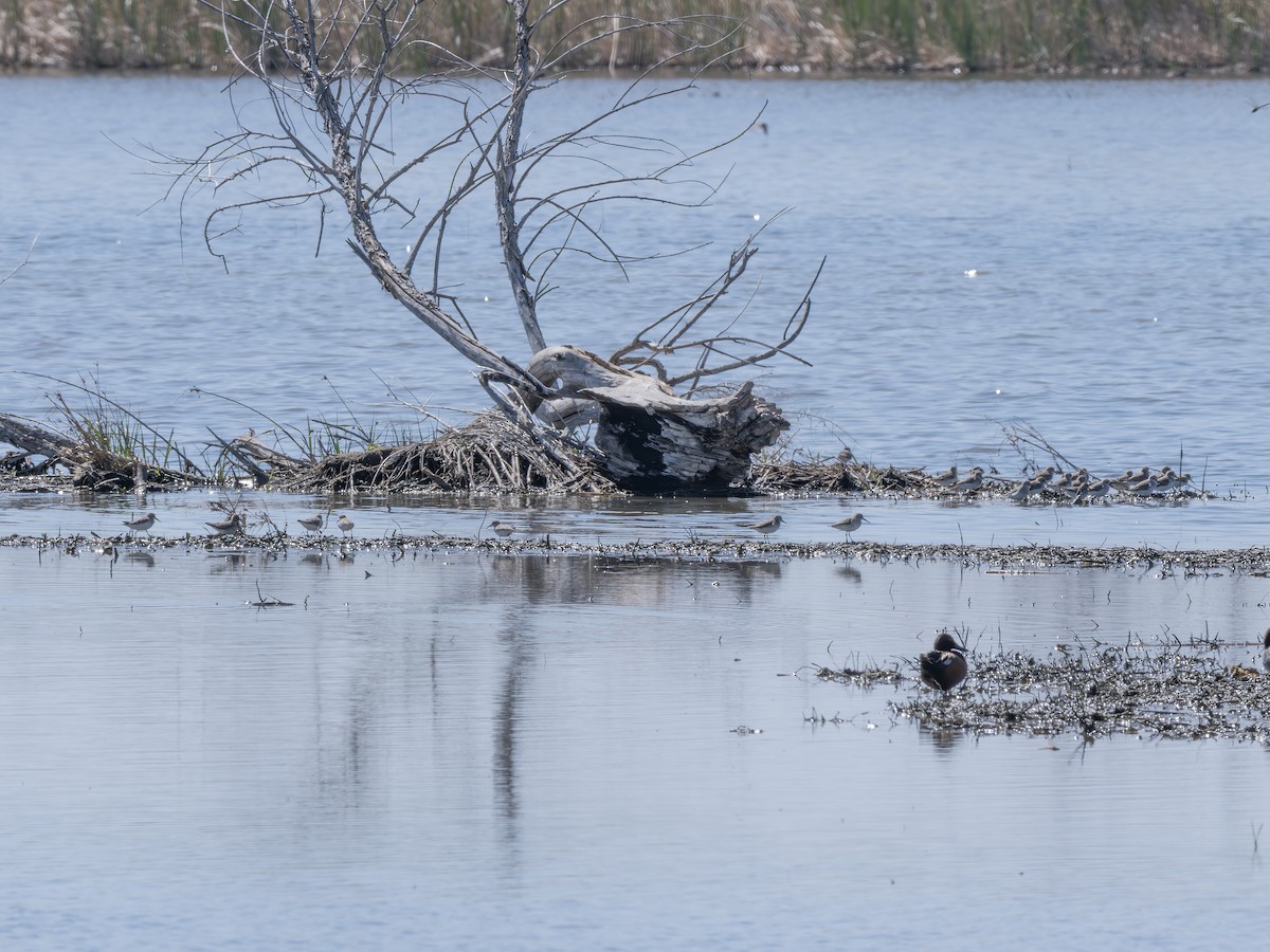 Western Sandpiper - ML641050541