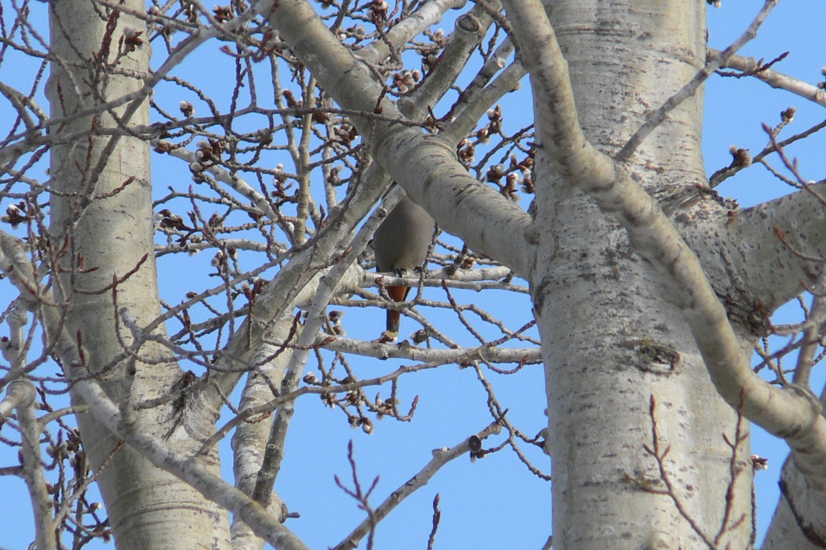 Bohemian Waxwing - ML641050546