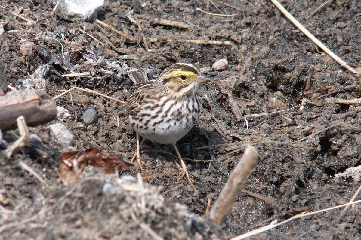 Savannah Sparrow - ML641050547