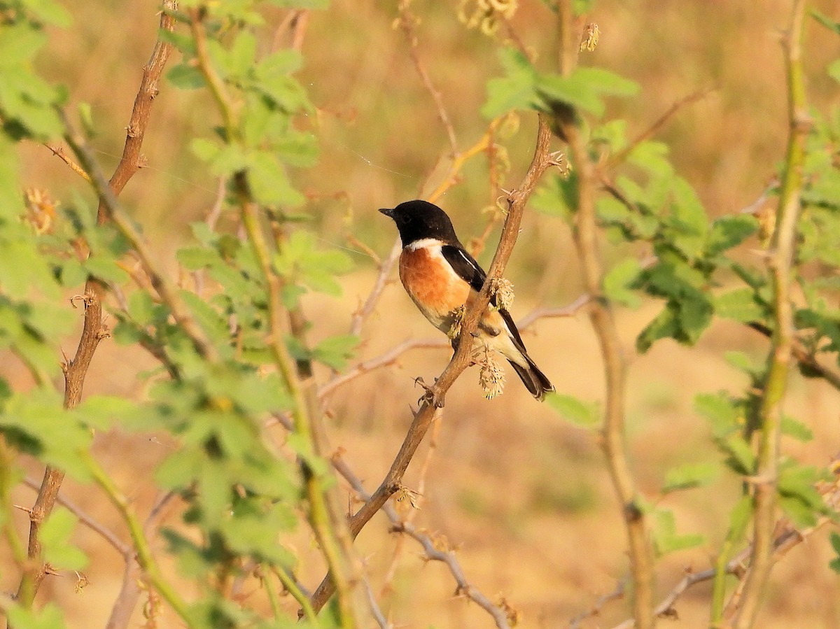 Siberian Stonechat - ML641050593