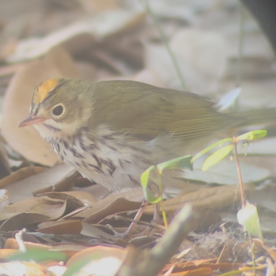 Ovenbird - ML641050606