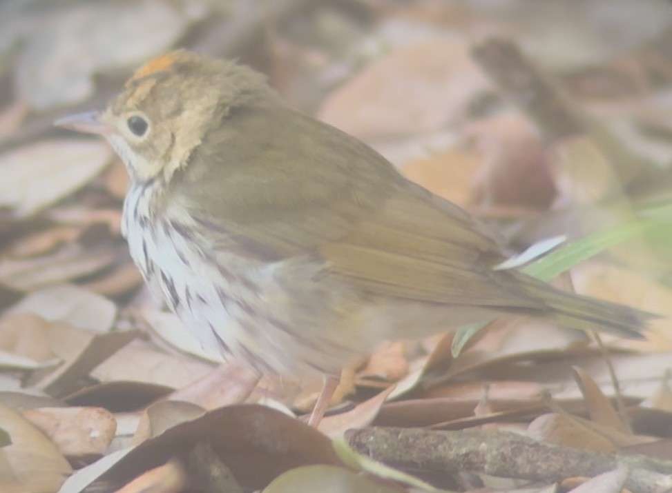 Ovenbird - ML641050607