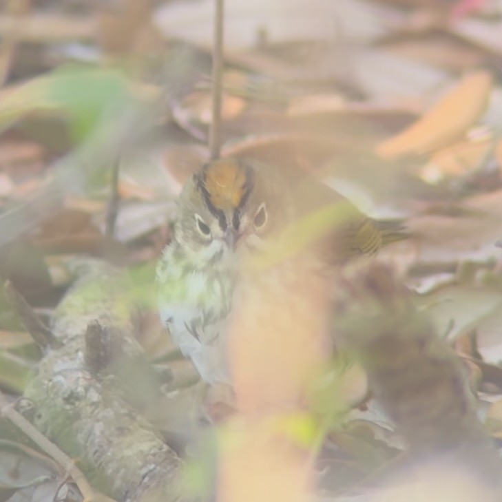 Ovenbird - ML641050608