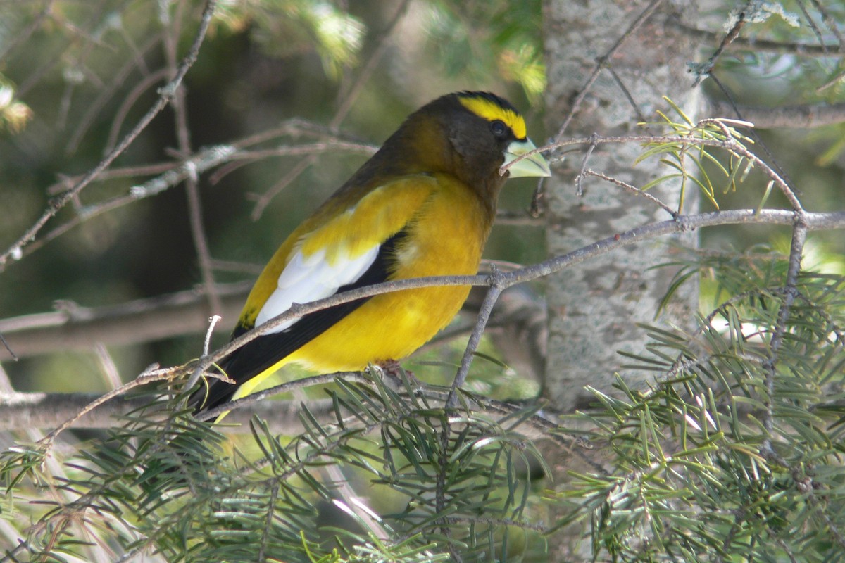 Evening Grosbeak - ML641050625