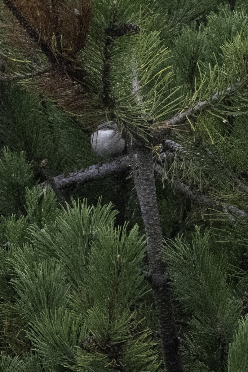 Lesser Whitethroat - ML641050637