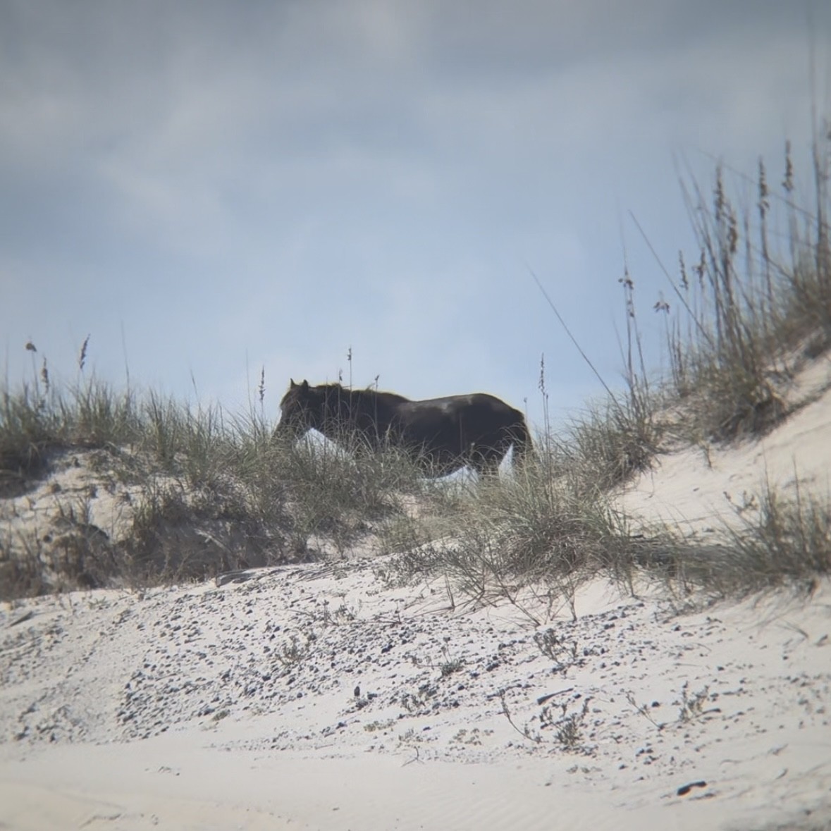 Mammiferi - ML641050663