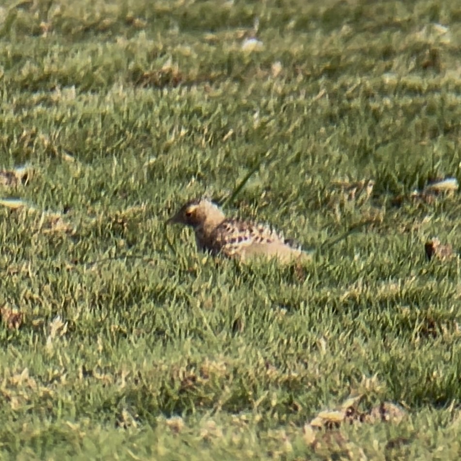 Horned Lark - ML641050670