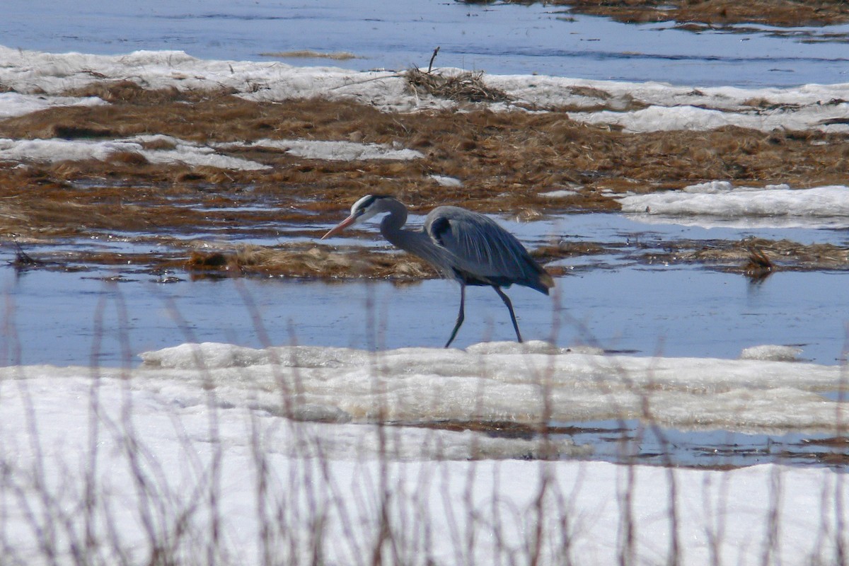 Great Blue Heron - ML641050692